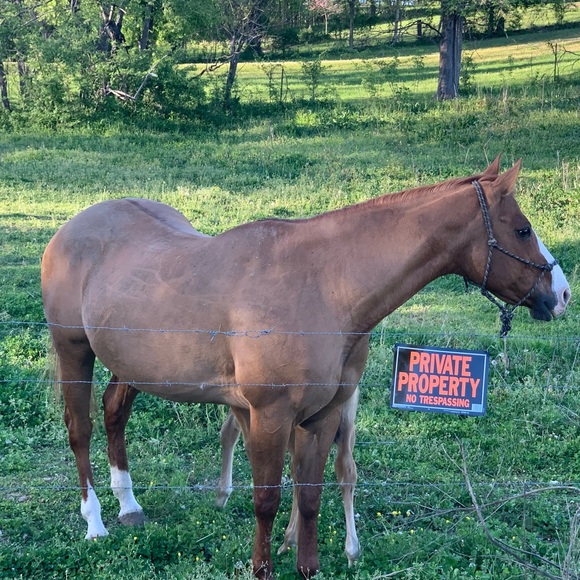 Meet your Posher, David - Picture 1 of 1